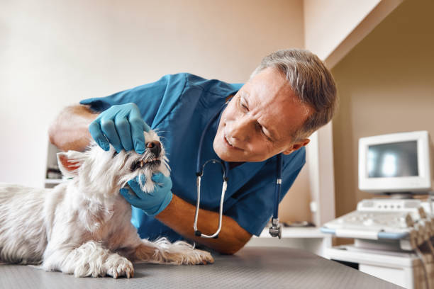 Best Emergency Dental Care for Broken or Chipped Teeth in Palmyra, WI